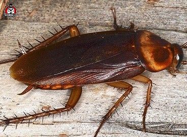 American cockroach removal in New Braunfels