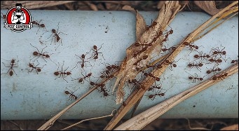 Reliable ant control in New Braunfels, TX.