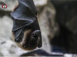 bat removal in New Braunfels, TX