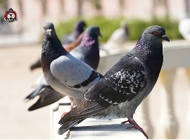 Bird control in New Braunfels, TX.