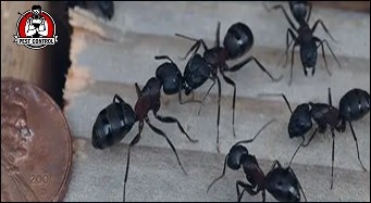 Expert carpenter ant control in New Braunfels, TX.