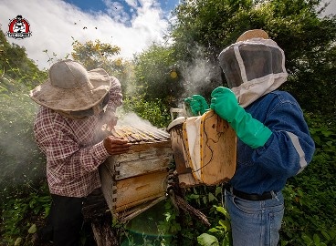 bee and wasp control in New Braunfels