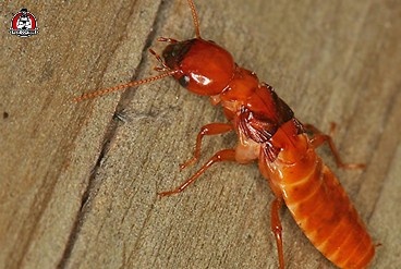 Termite inspection New Braunfels