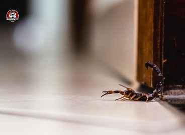 expert scorpion control in New Braunfels