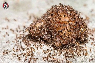 Professional fire ant control in New Braunfels