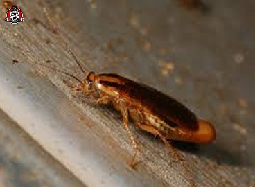 German cockroach control in New Braunfels