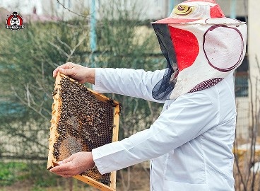 yellow jacket removal in New Braunfels