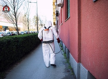 Spider removal New Braunfels