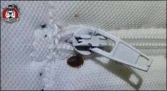 bed bug inspection in New Braunfels