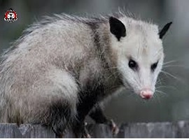 opossum removal in New Braunfels, TX.