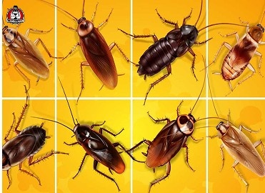 Affordable roach control in New Braunfels