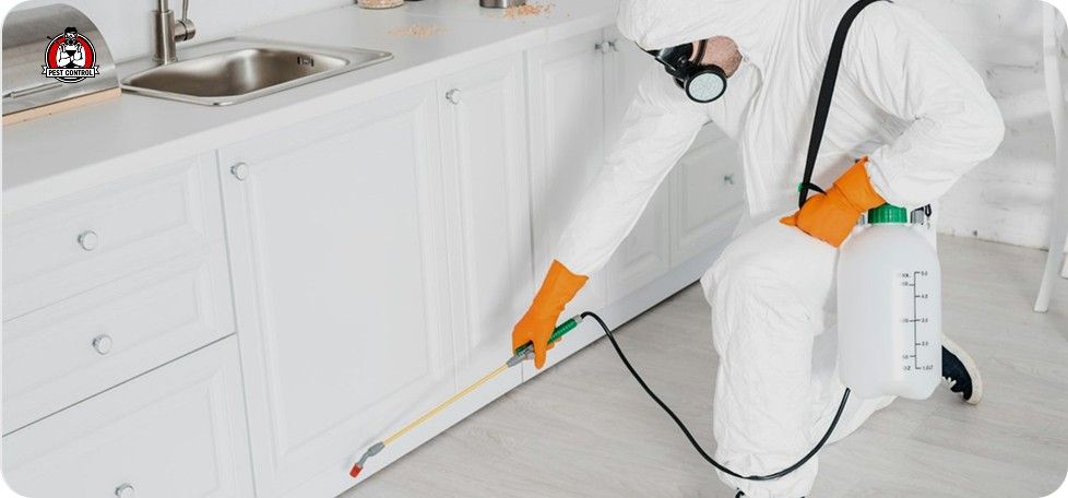 Affordable ant control in New Braunfels, TX