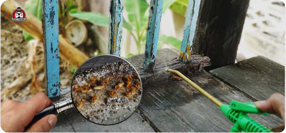 termite control new braunfels