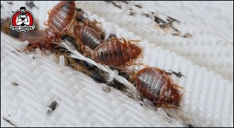 bed bug services in New Braunfels,