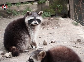 raccoon control in New Braunfels.