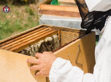 bee exterminators in New Braunfels