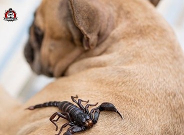 trusted scorpion exterminator in New