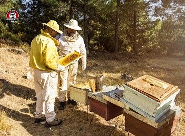 Wasp removel new braunfels