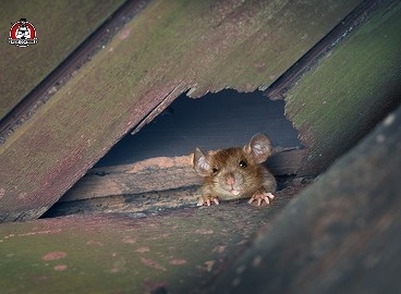 effective mice control in New Braunfels