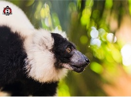 skunk removal services in New Braunfels, TX