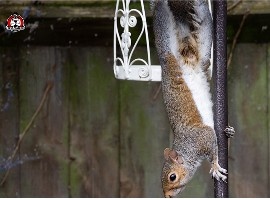squirrel control in New Braunfels.