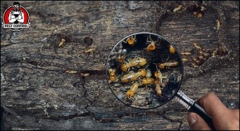 Termite treatment in New Braunfels.