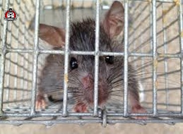 Rodent removal New Braunfels