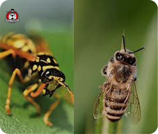 bee control in New braunfels