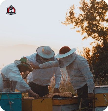 wasp exterminators in New Braunfels.