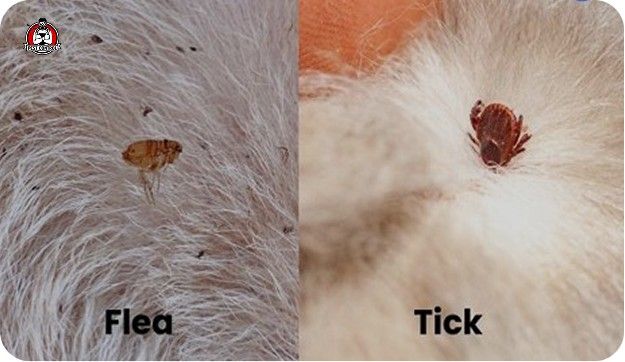 Flea & Tick Control New Braunfels, TX