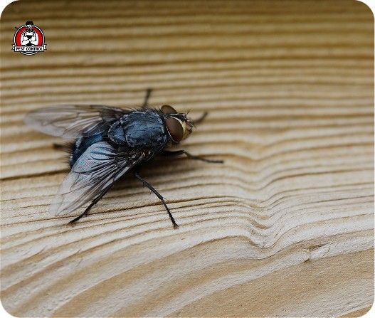 fly treatment in New Braunfels