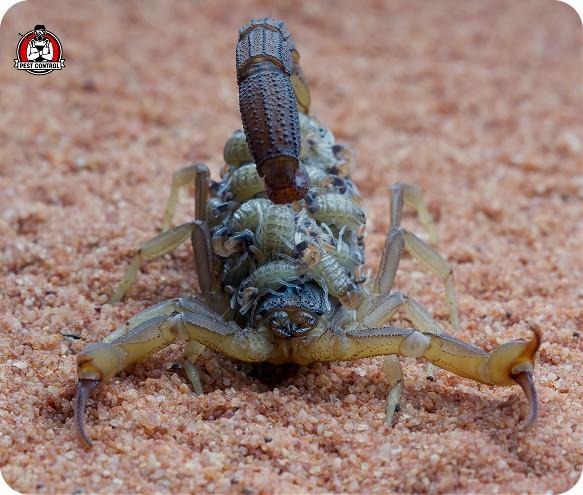 Scorpion control in New Braunfels