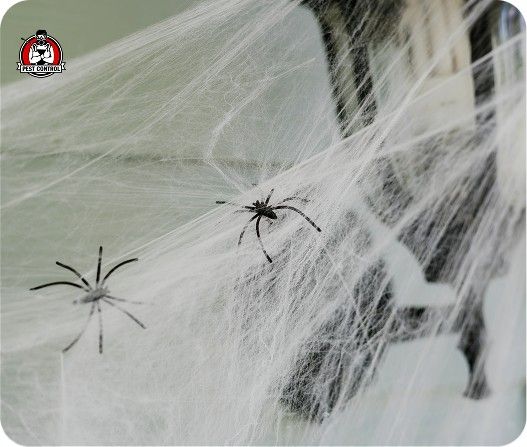 spider exterminators in New Braunfels