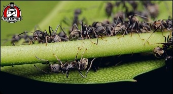 Professional crazy ant control in New Braunfels, TX.