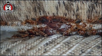 Bed bug exterminator in New Braunfels, TX