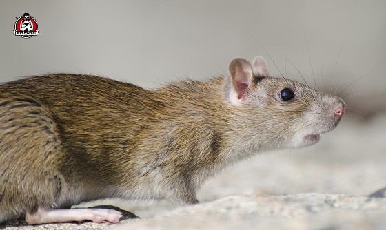Mice control New Braunfels