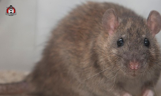 Rat control New Braunfels